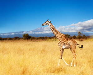 Adult giraffe Kilimanjaro mountain in Kenya Amboseli park