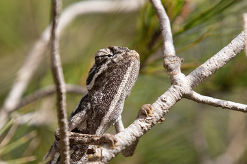 chameleon in the pine. common chameleon, mediterranean chameleon, chamaeleo chamaeleon.
