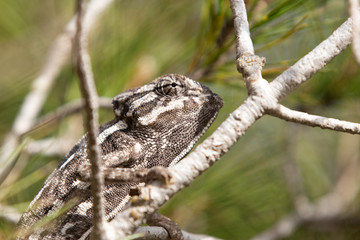 chameleon in the pine. common chameleon, mediterranean chameleon, chamaeleo chamaeleon.
