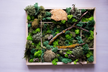 Cladonia  Rangiferina moss background. Green stabilized moss,lichen. 
Reindeer moss wall, a green wall decoration made of reindeer lichen.
