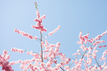 Spring cherry blossoms under blue sky
