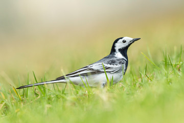 Ptaszek Ptak Zwierzątko Animals Trawa © Kuba Petrymusz