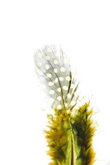 Green feather on white background.