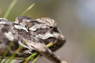 chameleon in the pine. common chameleon, mediterranean chameleon, chamaeleo chamaeleon.
