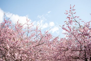 Küchenrückwand glas motiv Kirschblüte Frühlingskirschblüten unter blauem Himmel
