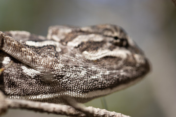 chameleon in the pine. common chameleon, mediterranean chameleon, chamaeleo chamaeleon.