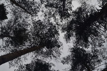 Pine trees silhouette view from below into the sky. Trees against the  sky