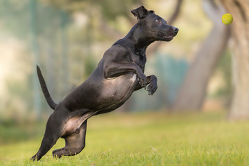 Pies Piesek Dog Weterynaria Spacer © Kuba Petrymusz