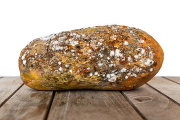 Rotten and decomposing papaya with mold and fungus