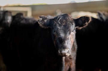 Beef cows and calfs grazing on grass in south west victoria, Australia. eating hay and silage....