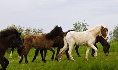 Naklejka na ściany i meble A herd of young icelandic horses in many different colours are running high spirited in a meadow