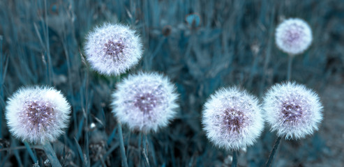 Obraz premium Close up of blooming white dandelion flowers .