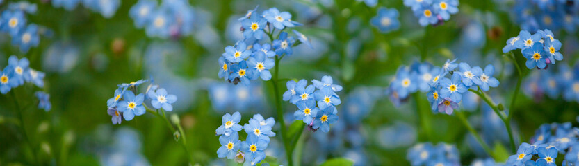 Field of delicate forget-me-nots. Floral blue background