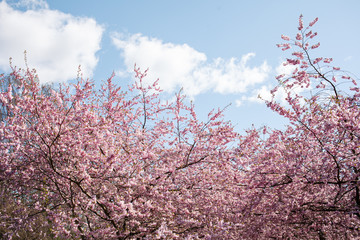 Spring cherry blossoms under blue sky