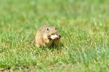 Naklejka na ściany i meble Ground squirrel keeps food in the front paws and eats in the grass