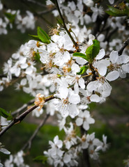 Close up of white flowers of wild apple tree.