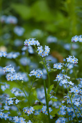Field of delicate forget-me-nots. Floral blue background