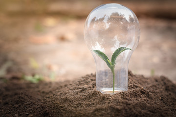 The tree that grows in the light bulb has a fertile soil. Idea to nourish trees Save energy...