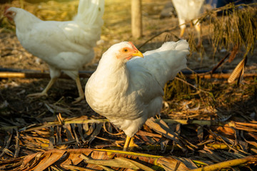 chicken rhode island white on background of husbandry natural animal lifestyle in garden organic farming.