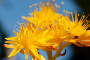 Fototapeta na wymiar yellow flower on blue background