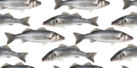 Fish seamless pattern, fresh sea bass isolated on white background