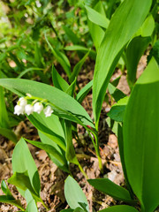 Maiglöckchen im Frühling