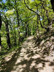 Das Licht der Mai Sonne beleuchtet den Frühlingswald