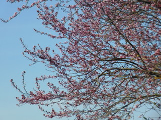 tree branches against blue sky