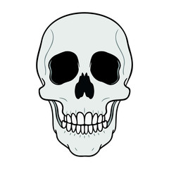 anatomical drawing of a skull from forne. gray on white, isolated, comic.