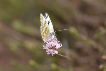 Butterfly on flower, Butterfly feeding on flower. white butterfly