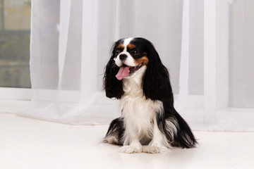 King charles spaniel sits indoor at studio