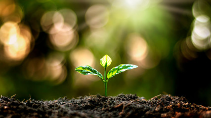 Small trees with green leaves, natural growth and sunlight, the concept of agriculture and sustainable plant growth.