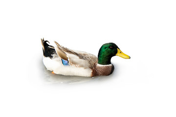 The male duck mallard has a green head on the water surface isolated on white background.
