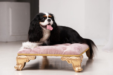 King charles spaniel sits indoor at studio