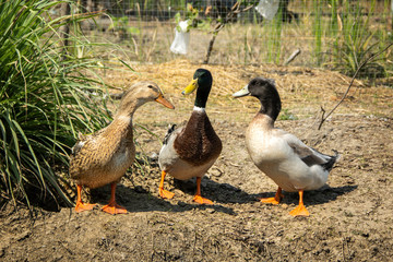 Nakorn Pathom Egg Duck male has a green head is mallard ducks species native to Thailand on background of husbandry natural animal lifestyle in garden organic farming.