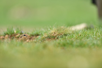 Ground souslik peeks and lurking out of the burrow around the meadow