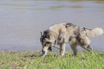 Purebred Alaskan Malamute walks by the river
