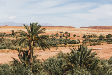 Beautiful moroccan desert landscape with sand dunes and palm trees. Travel in Morocco, Sahara, Ouarzazate. Nature background.