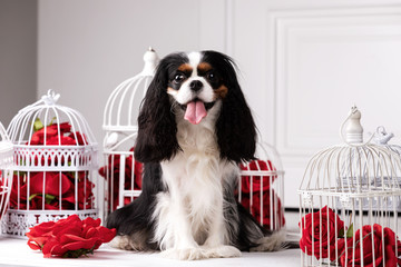 King charles spaniel sits indoor at studio