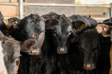 Beef cows and calfs grazing on grass in south west victoria, Australia. eating hay and silage....