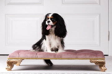 King charles spaniel sits indoor at studio