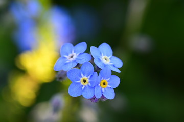 forget me not