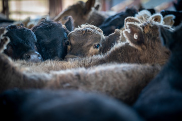 Beef cows and calfs grazing on grass in south west victoria, Australia. eating hay and silage....