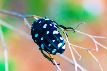 Flower chafer beetle on a shrub