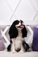 King charles spaniel sits indoor at studio