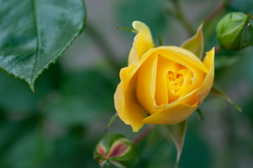 Fototapeta premium yellow rose bud