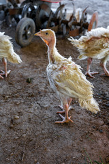 Closeup portrait of white broiler-type chicken standing on the ground looking straight into the camera in aviary