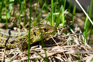 Green forest lizard (Lacerta vivipara), sitting in grass, closeup portrait. Wild lizard green.