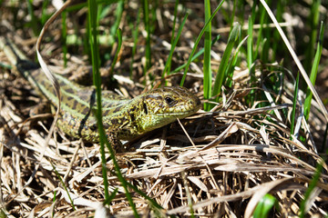 Lizard standing in grass in a sunny day, under a hard sun. Quick lizard, or common lizard (lat.Lacerta agilis)