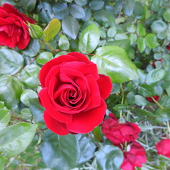 red roses in garden